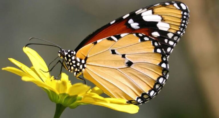 So De Con Buom – Giai Ma Con So May Man Trong Lo De