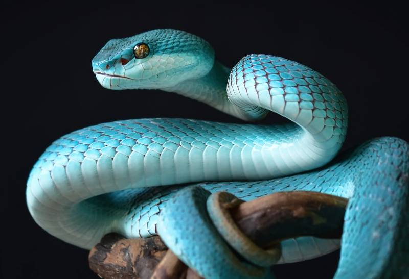 Số Đề Con Rắn Là Gì?