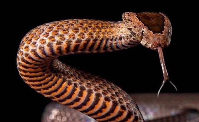 Sự ảnh hưởng của phong thủy đối với số đề con rắn